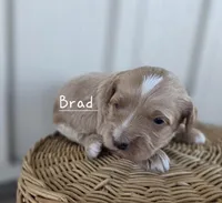 Brad, a male Cavapoo and Poodle - Toy  for sale in Manns Choice, PA – Photo 3 of 4