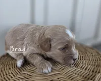 Brad, a male Cavapoo and Poodle - Toy  for sale in Manns Choice, PA – Photo 2 of 4