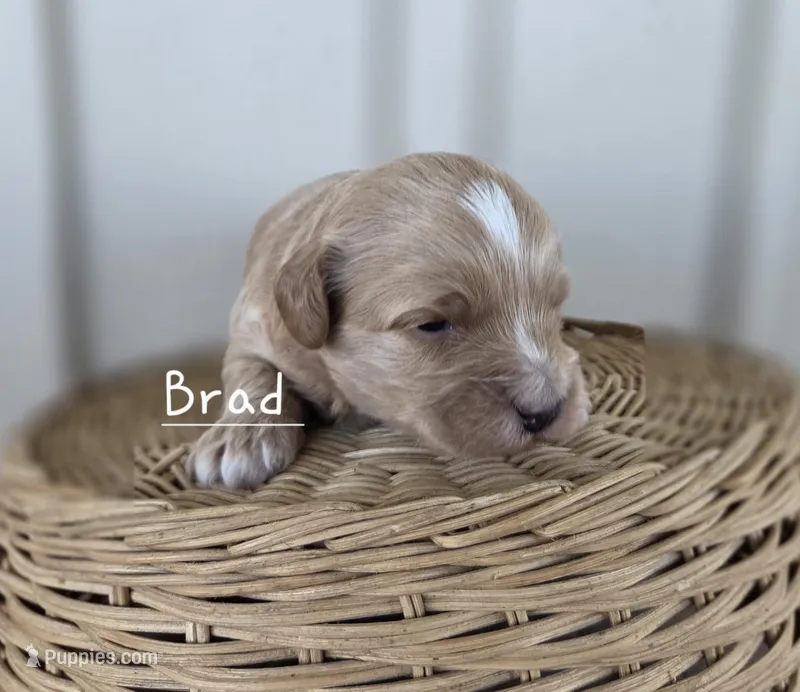 Brad – Cavapoo, Poodle - Toy  puppy for sale in Manns Choice, PA