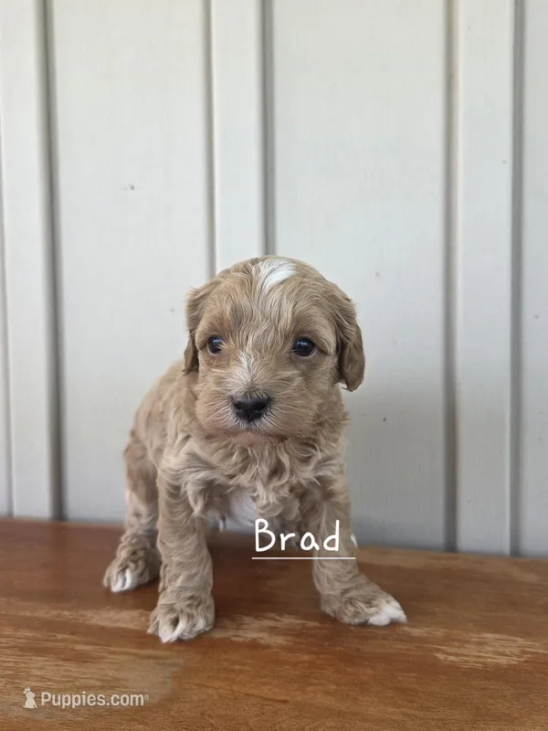 Brad – Cavapoo, Poodle - Toy  puppy for sale in Manns Choice, PA