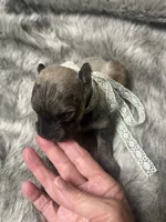 Chevy, a male Miniature Schnauzer for sale in Antlers, OK – 4 of 4