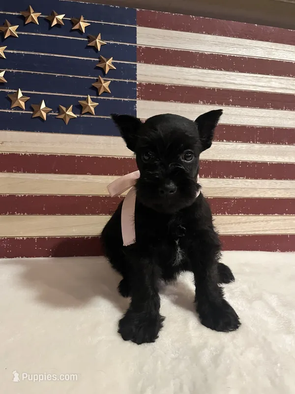 Sparkle – Miniature Schnauzer puppy for sale in Antlers, OK