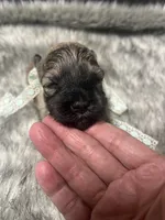 Chevy, a male Miniature Schnauzer for sale in Antlers, OK – 2 of 4