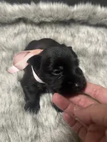 Sparkle, a female Miniature Schnauzer for sale in Antlers, OK – 2 of 4