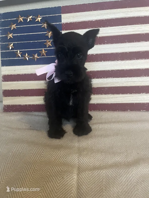 Sparkle – Miniature Schnauzer puppy for sale in Antlers, OK