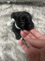 Cadillac, a male Miniature Schnauzer for sale in Antlers, OK – 2 of 4