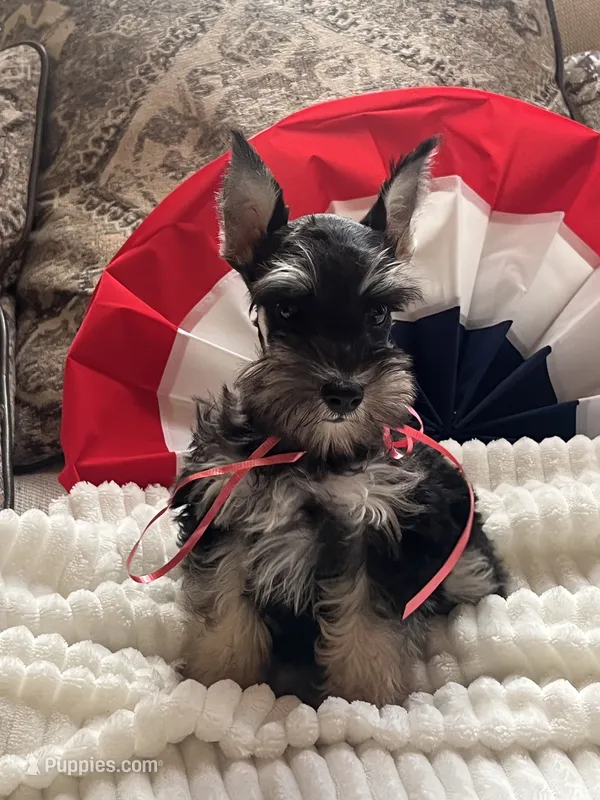 Macy – Miniature Schnauzer puppy for sale in Antlers, OK