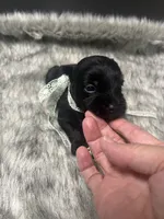 Cadillac, a male Miniature Schnauzer for sale in Antlers, OK – 4 of 4