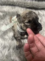 Chevy, a male Miniature Schnauzer for sale in Antlers, OK – 3 of 4