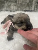 Princess, a female Miniature Schnauzer for sale in Antlers, OK – 2 of 4