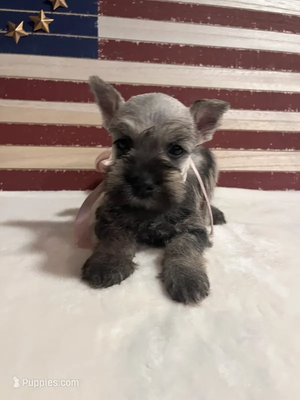 Princess – Miniature Schnauzer puppy for sale in Antlers, OK