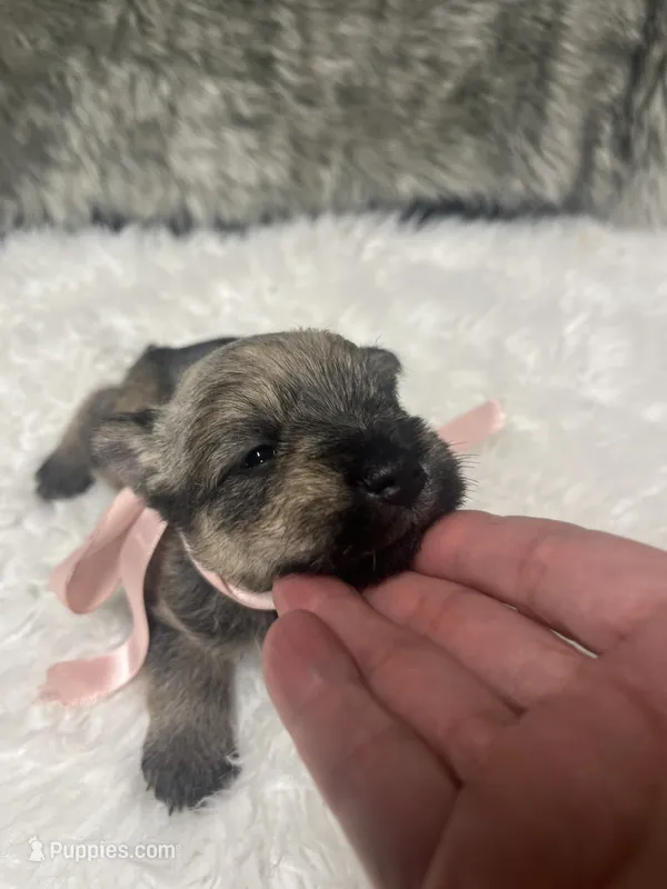 Princess – Miniature Schnauzer puppy for sale in Antlers, OK