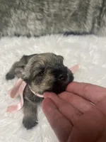 Princess, a female Miniature Schnauzer for sale in Antlers, OK – 1 of 4