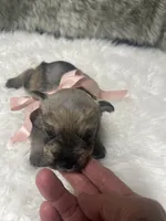 Princess, a female Miniature Schnauzer for sale in Antlers, OK – 3 of 4