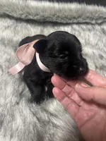 Sparkle, a female Miniature Schnauzer for sale in Antlers, OK – 3 of 4