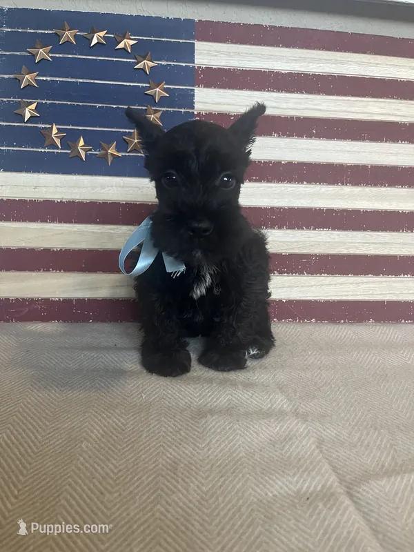 Cadillac – Miniature Schnauzer puppy for sale in Antlers, OK