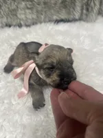Princess, a female Miniature Schnauzer for sale in Antlers, OK – 4 of 4
