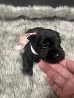Sparkle, a female Miniature Schnauzer for sale in Antlers, OK – 4 of 4