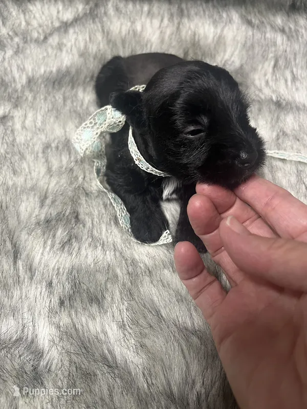 Cadillac – Miniature Schnauzer puppy for sale in Antlers, OK