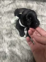 Cadillac, a male Miniature Schnauzer for sale in Antlers, OK – 1 of 4