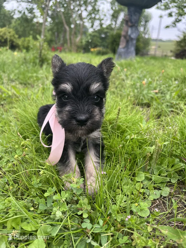 Macy – Miniature Schnauzer puppy for sale in Antlers, OK
