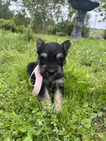 Macy, a female Miniature Schnauzer for sale in Antlers, OK – 3 of 3