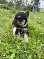 Macy, a female Miniature Schnauzer for sale in Antlers, OK – 2 of 3