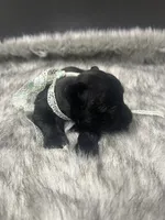 Cadillac, a male Miniature Schnauzer for sale in Antlers, OK – 3 of 4