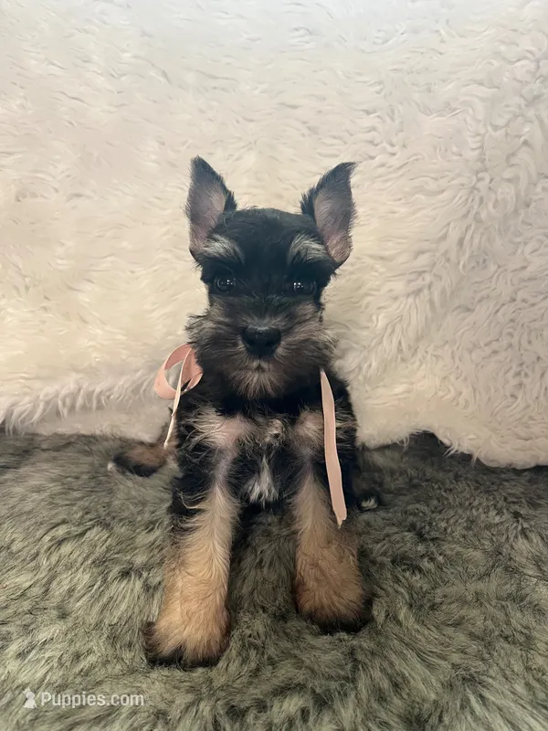 Macy – Miniature Schnauzer puppy for sale in Antlers, OK