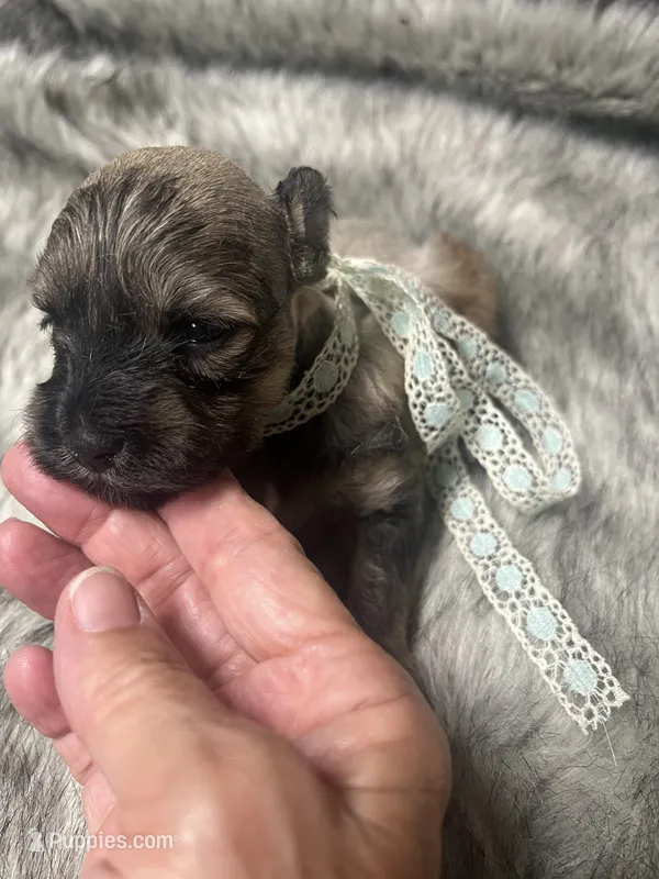 Chevy – Miniature Schnauzer puppy for sale in Antlers, OK