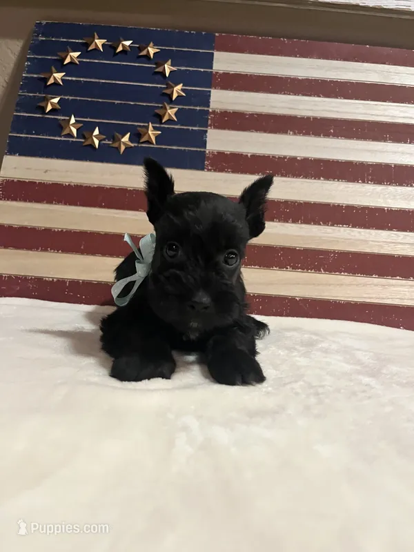 Cadillac – Miniature Schnauzer puppy for sale in Antlers, OK