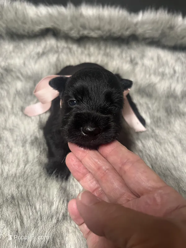 Sparkle – Miniature Schnauzer puppy for sale in Antlers, OK