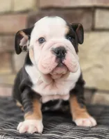 processed/ceb70b5d-87eb-4512-ac1d-caa55b31f562/listing/2b37a343-57f4-4c7a-98ea-5795a56e7afb/0d4388a0-c902-47a9-bba1-bd2e998f5308