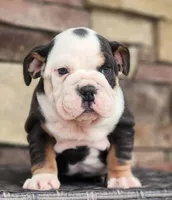 processed/ceb70b5d-87eb-4512-ac1d-caa55b31f562/listing/2b37a343-57f4-4c7a-98ea-5795a56e7afb/2d69c194-14cf-4cd4-820a-12b395474f6a