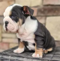 processed/ceb70b5d-87eb-4512-ac1d-caa55b31f562/listing/2b37a343-57f4-4c7a-98ea-5795a56e7afb/ff6c07ce-3d7c-4642-93ac-67f287c10175