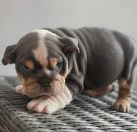 processed/ceb70b5d-87eb-4512-ac1d-caa55b31f562/listing/44ede84a-bdaa-4819-b5e4-60f63b72d276/13c0828e-60db-4f84-abac-c6212748a5c4