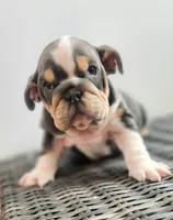 processed/ceb70b5d-87eb-4512-ac1d-caa55b31f562/listing/44ede84a-bdaa-4819-b5e4-60f63b72d276/90e29eb1-2115-43ac-8a37-4a4b18e1e56c