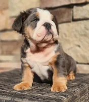 processed/ceb70b5d-87eb-4512-ac1d-caa55b31f562/listing/48e2ef9d-c7c2-4703-9403-467153e7ae1d/1fa7d36b-0c15-48d2-b7c3-64716824b83c