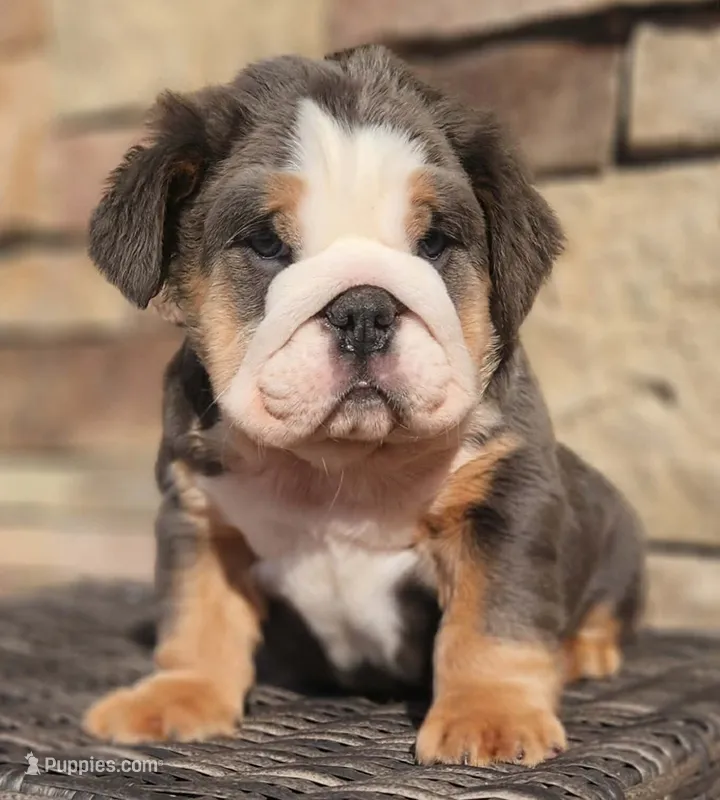 Fluffy Moose - long haired 