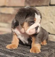 processed/ceb70b5d-87eb-4512-ac1d-caa55b31f562/listing/48e2ef9d-c7c2-4703-9403-467153e7ae1d/afffb184-0031-42b3-9614-91d1d09b21bb