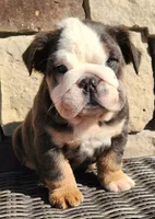 Fluffy Teddy, a male English Bulldog for sale in West Plains, MO – Photo 8 of 9