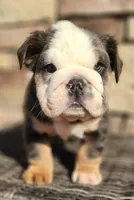 Fluffy Teddy, a male English Bulldog for sale in West Plains, MO – Photo 2 of 9