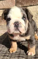 Fluffy Teddy, a male English Bulldog for sale in West Plains, MO – Photo 9 of 9