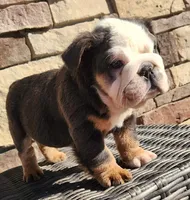 Fluffy Teddy, a male English Bulldog for sale in West Plains, MO – Photo 7 of 9