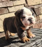 Fluffy Teddy, a male English Bulldog for sale in West Plains, MO – Photo 4 of 9