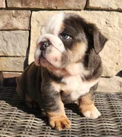 Fluffy Teddy, a male English Bulldog for sale in West Plains, MO – Photo 5 of 9