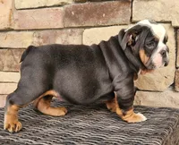 processed/ceb70b5d-87eb-4512-ac1d-caa55b31f562/listing/e29ceeb6-a861-45d9-ab94-f39874083142/a8926841-fd0e-415a-9354-b26ae76e81d9