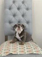 processed/ceb70b5d-87eb-4512-ac1d-caa55b31f562/listing/f1e54f12-ac54-42c6-9d83-b284d56bb83d/cf53fbcb-a8cb-4355-afc0-14d3d2e2ffa1