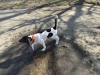 Rowan, a male German Shorthaired Pointer and Labrador Retriever for sale in Richmond, VA – Photo 8 of 9