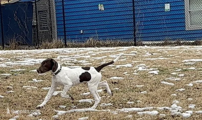 Rowan, a male German Shorthaired Pointer and Labrador Retriever for sale in Richmond, VA – Photo 1 of 9